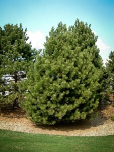 Сосна Чёрная (Pinus Nigra) купить по цене от 270.00р. в интернет-магазине «Посадика» с доставкой почтой в в Качканаре и по всей России – [изображение №1].