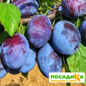 Слива Чачакская ранняя купить по цене от 229.00р. в интернет-магазине «Посадика» с доставкой почтой в в Качканаре и по всей России – [изображение №1].