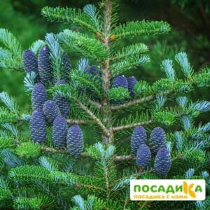 Пихта корейская (Abies koreana) купить по цене от 450.00р. в интернет-магазине «Посадика» с доставкой почтой в в Качканаре и по всей России – [изображение №1].