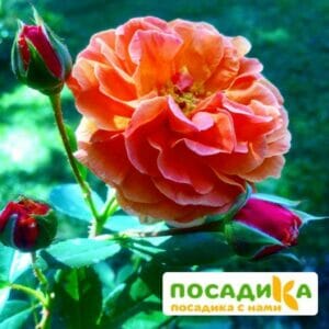 Роза Арабия купить по цене от 350.00р. в интернет-магазине «Посадика» с доставкой почтой в в Качканаре и по всей России – [изображение №1].