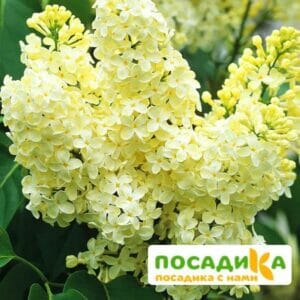 Сирень Примроуз (Primrose) купить по цене от 529.00р. в интернет-магазине «Посадика» с доставкой почтой в в Качканаре и по всей России – [изображение №1].