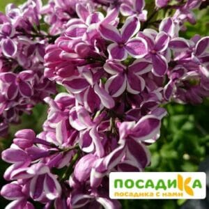 Сирень Сенсация купить по цене от 529.00р. в интернет-магазине «Посадика» с доставкой почтой в в Качканаре и по всей России – [изображение №1].