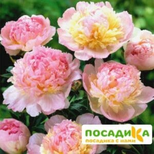 Пион Распберри Сандей (Paeonia Raspberry Sundae) купить по цене от 959р. в интернет-магазине «Посадика» с доставкой почтой в в Качканаре и по всей России – [изображение №1].