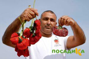 Клубника Гигант Джорнея купить по цене от 266р. в интернет-магазине «Посадика» с доставкой почтой в в Качканаре и по всей России – [изображение №1].