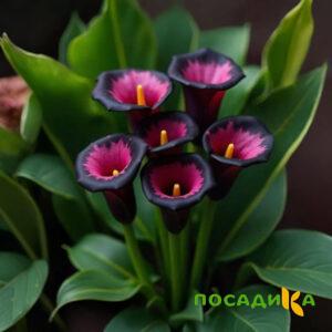 Калла Аура Лейс купить по цене от 400р. в интернет-магазине «Посадика» с доставкой почтой в в Качканаре и по всей России – [изображение №1].