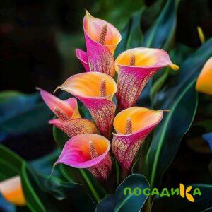 Калла Оникс купить по цене от 450р. в интернет-магазине «Посадика» с доставкой почтой в в Качканаре и по всей России – [изображение №1].