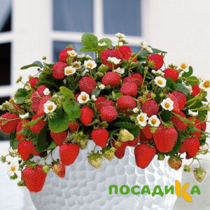 Клубника Рубиновый Шепот (горшечная) купить по цене от 240р. в интернет-магазине «Посадика» с доставкой почтой в в Качканаре и по всей России – [изображение №1].