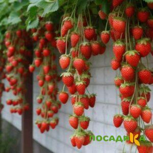 Клубника вьющаяся Комплимент купить по цене от 470р. в интернет-магазине «Посадика» с доставкой почтой в в Качканаре и по всей России – [изображение №1].