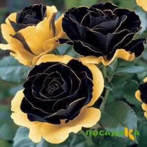 Роза Ханни Сикл купить по цене от 700р. в интернет-магазине «Посадика» с доставкой почтой в в Качканаре и по всей России – [изображение №1].