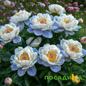 Пион акварельный Этюд купить по цене от 806р. в интернет-магазине «Посадика» с доставкой почтой в в Качканаре и по всей России – [изображение №1].