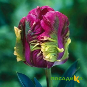 Тюльпан Экзотик Хэвен купить по цене от 186р. в интернет-магазине «Посадика» с доставкой почтой в в Качканаре и по всей России – [изображение №1].